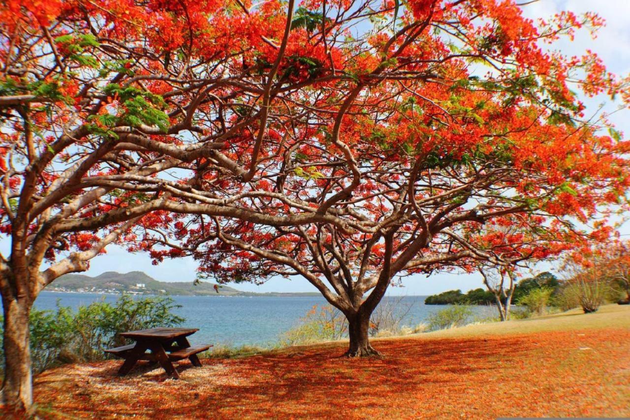 Imagine972 Martinique Bateau Hotel A Quai Le Marin 3 Cabines 3 Salles De Bains 6 Pers Maxi Eksteriør billede